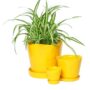Tika Pot With Saucer – Chive – Meadowlark Yellow – 3″